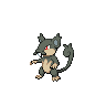 rattata alola